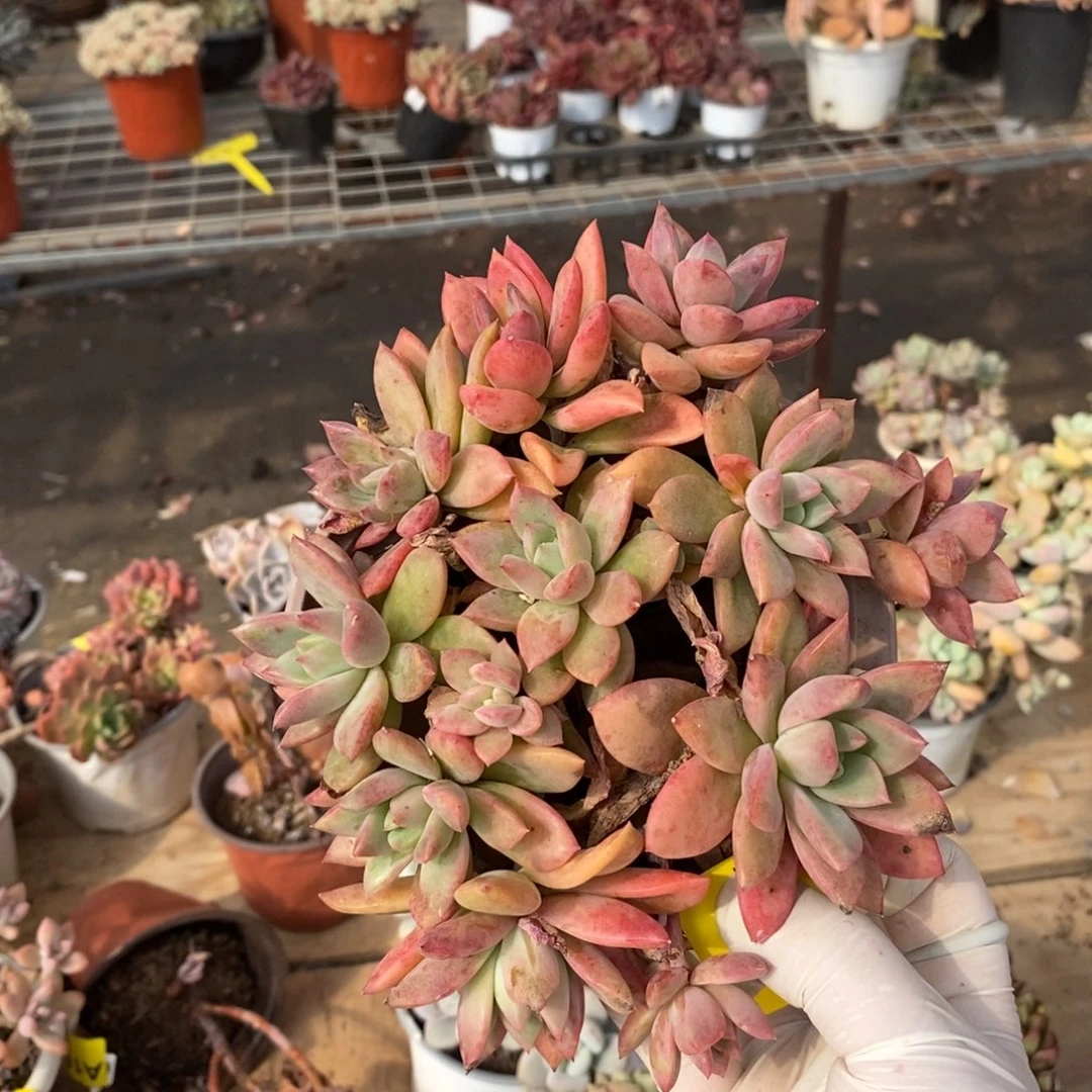 293不知名一物一拍