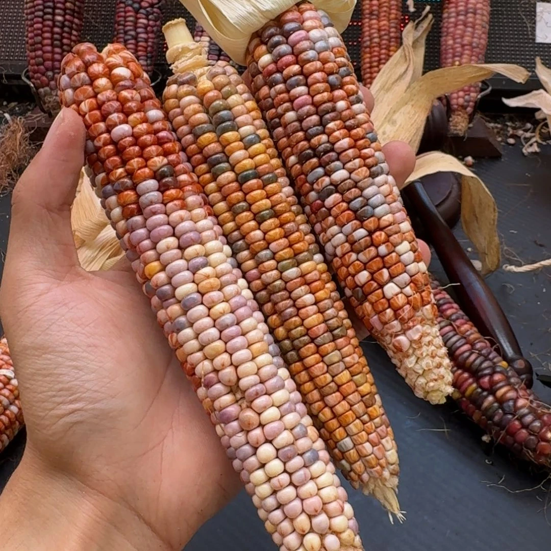 *****吊坠柏香籽/百香籽