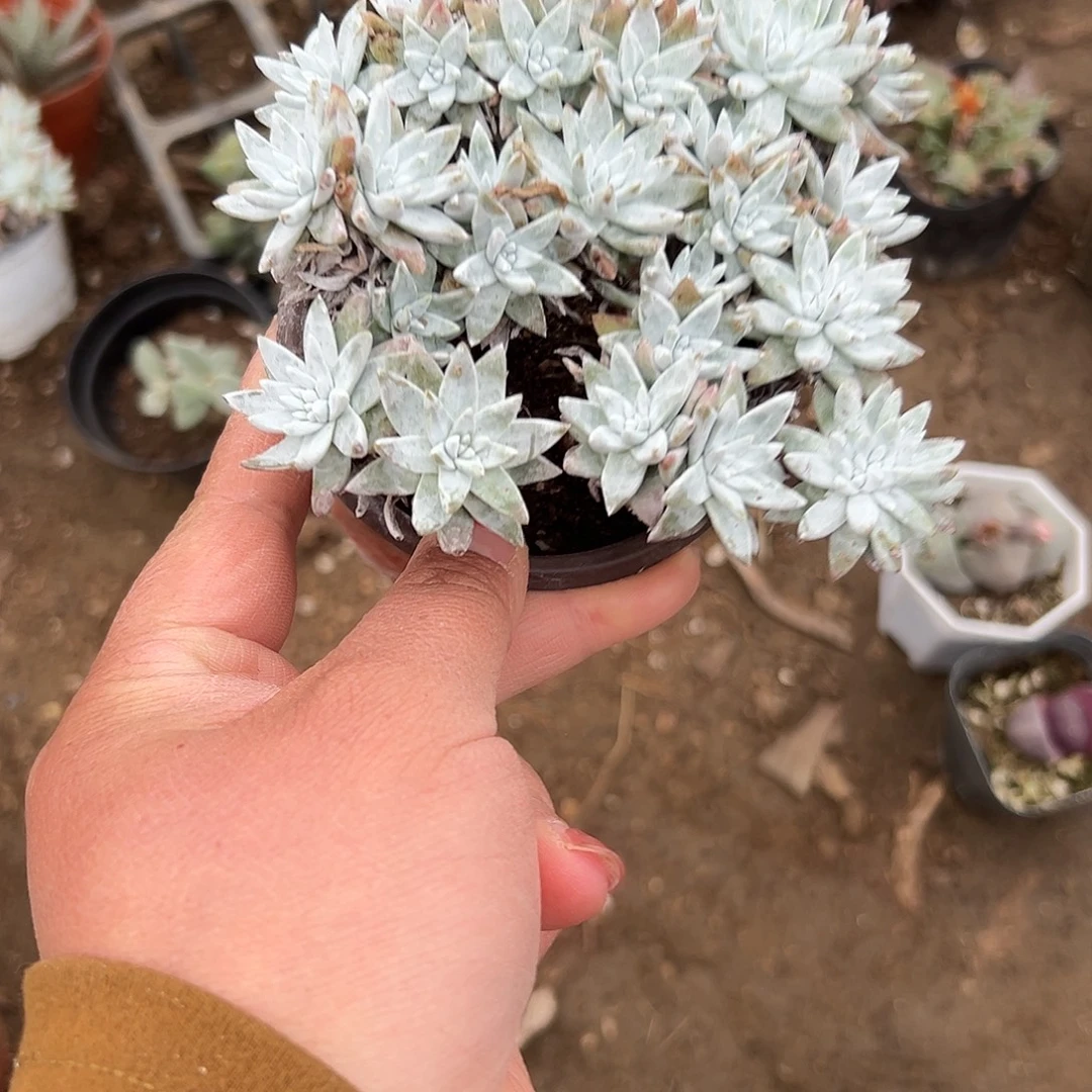 多肉植物白菊老庄