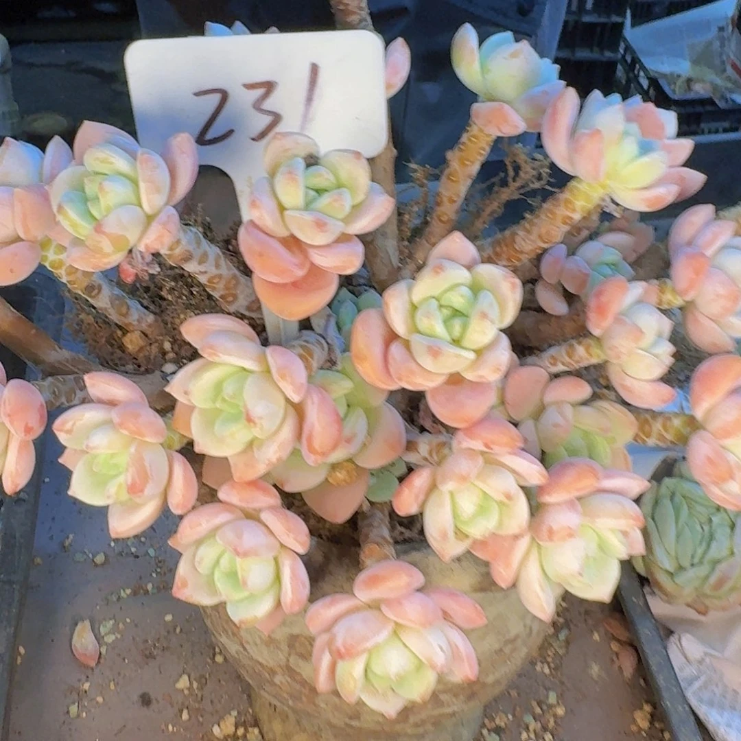 多肉植物的生长发育和