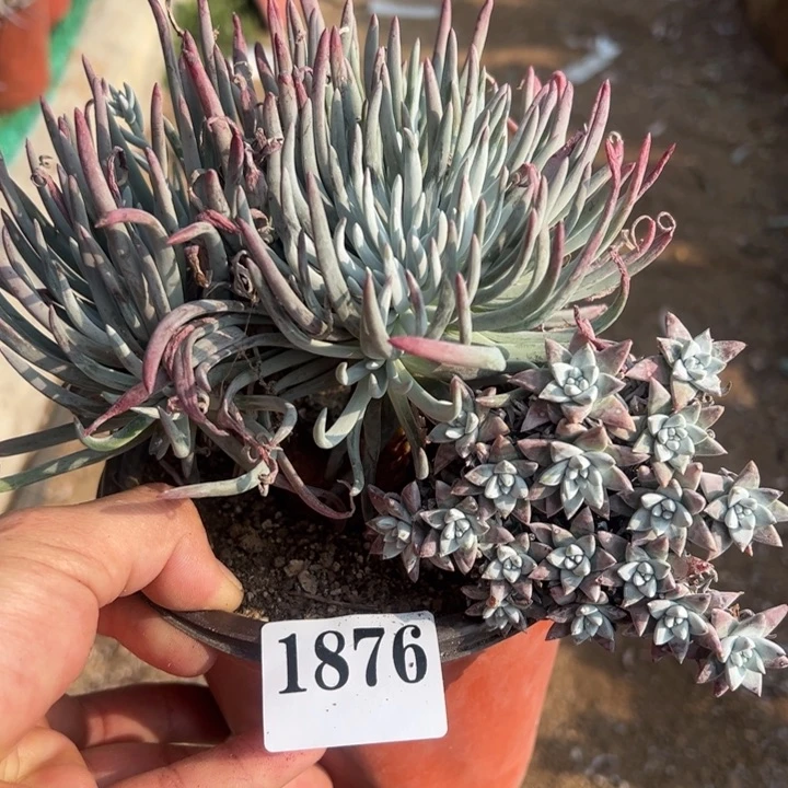 876号爱杜丽丝和白菊多肉植物老庄