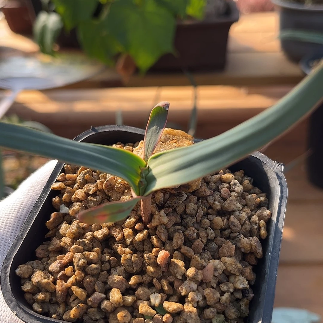 汤圆植物23百岁兰好看