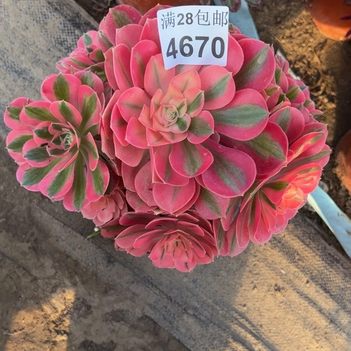 4670女巫多肉植物