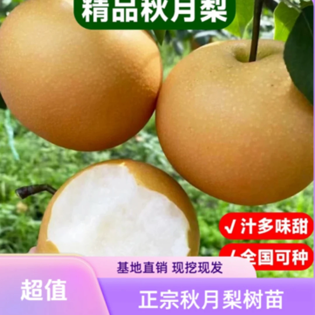 b【当年结果】秋月梨果树苗抗寒耐热秋月梨盆栽适合南北方种植