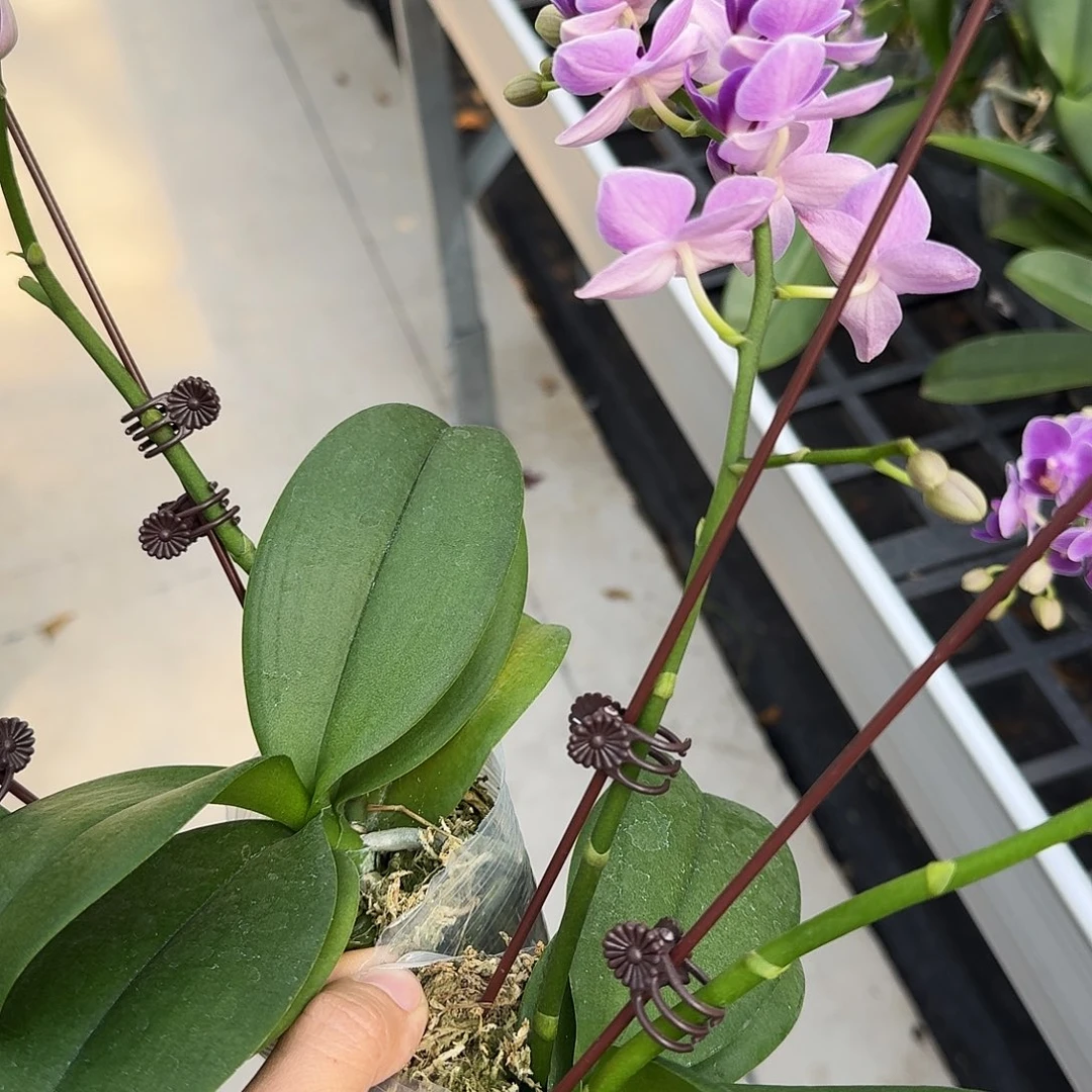 大部分开放少量花苞紫瞳精灵2.5