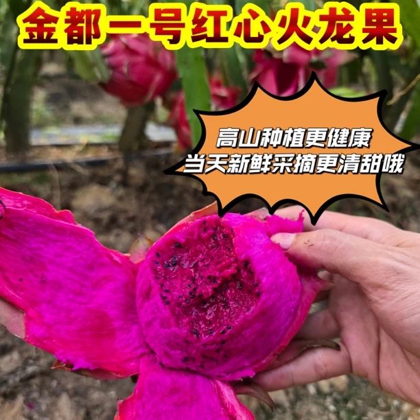 当季新鲜红心火龙果皮薄多汁甜润可口产地直供