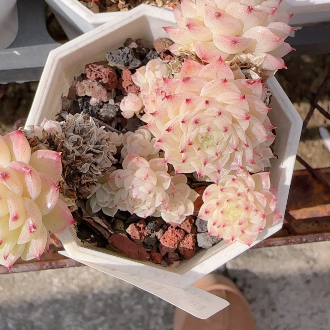 理***号花语多肉1226-197散