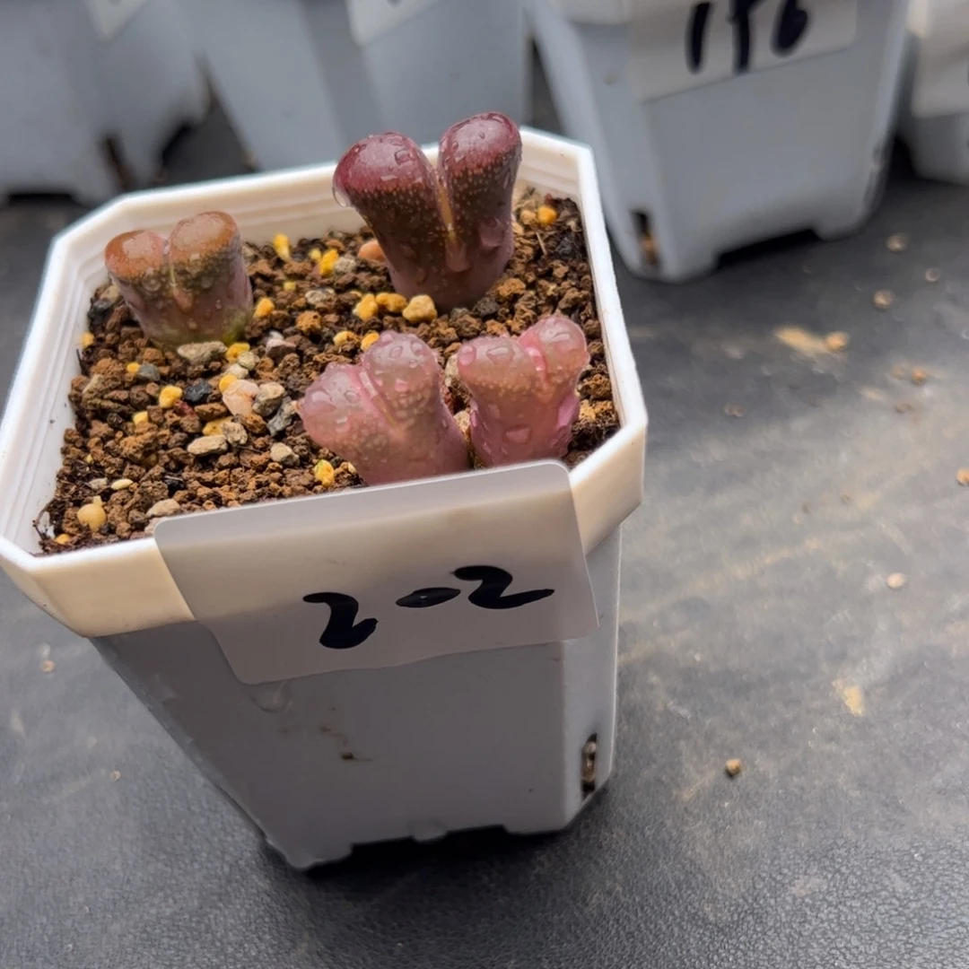 A***97.3风铃多肉植物202