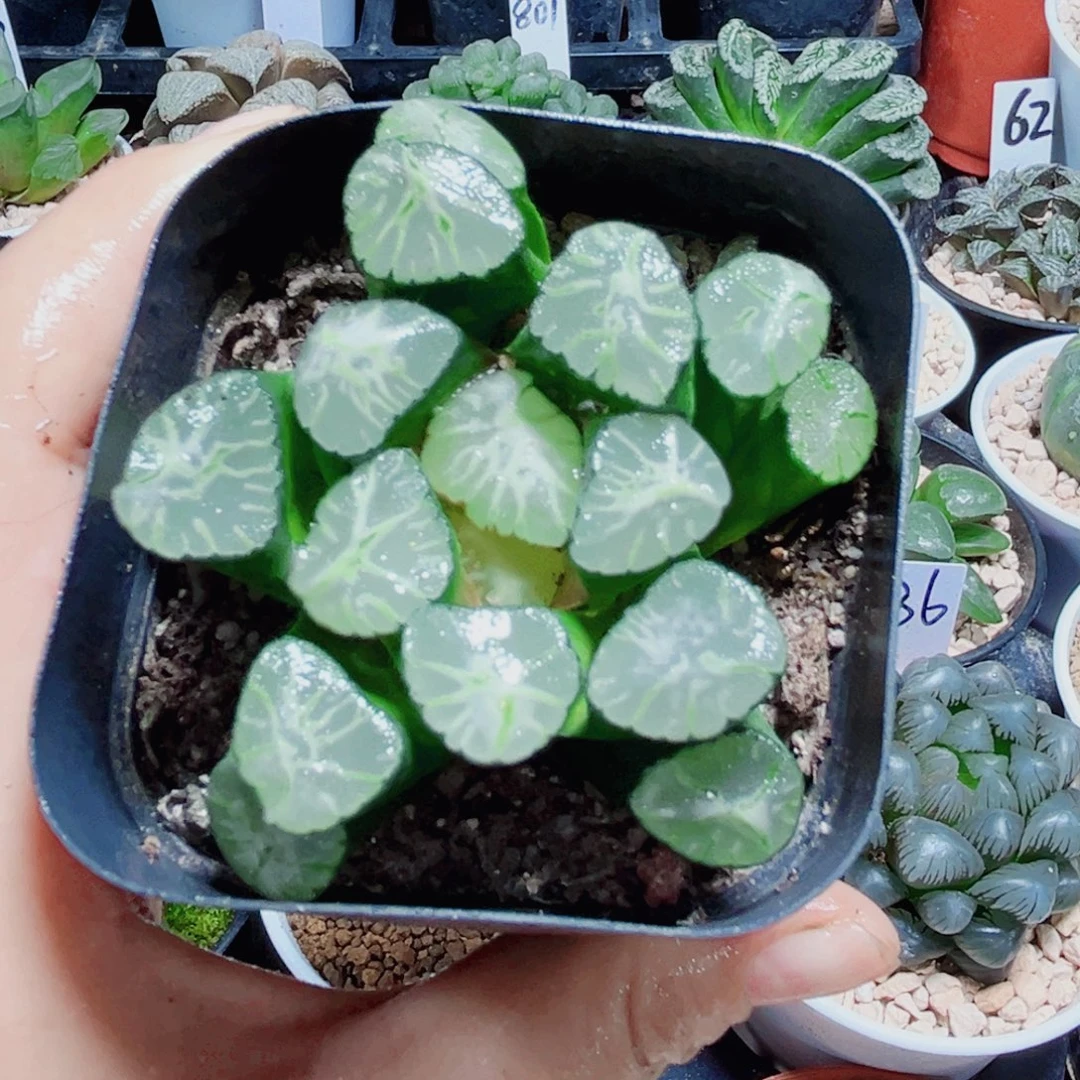 火烧云万象多肉植物66666