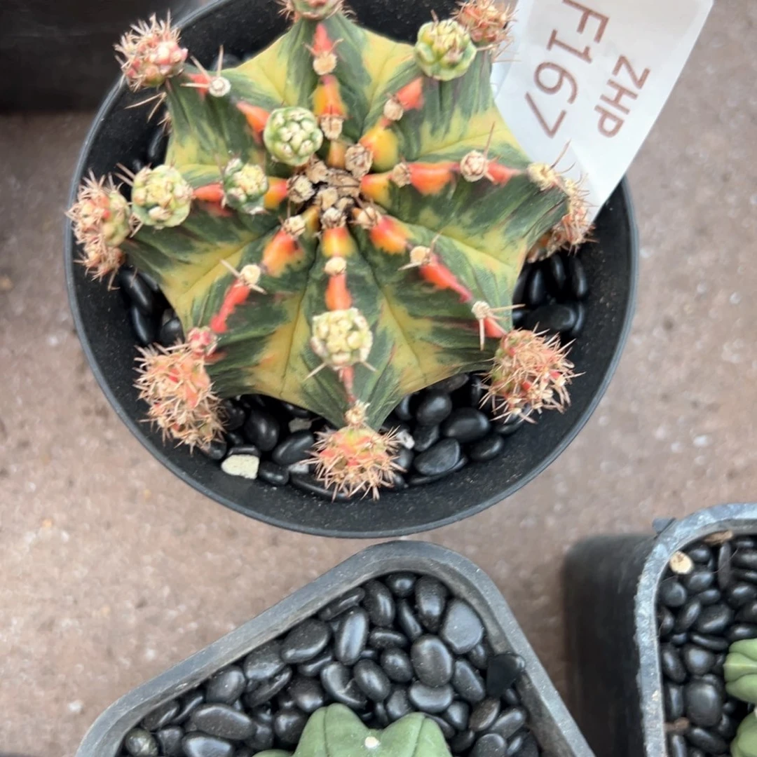 167号米哈仙人球多肉植物