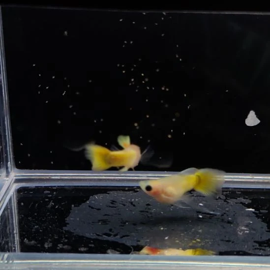 孔雀鱼黄金玻璃猫大c一对