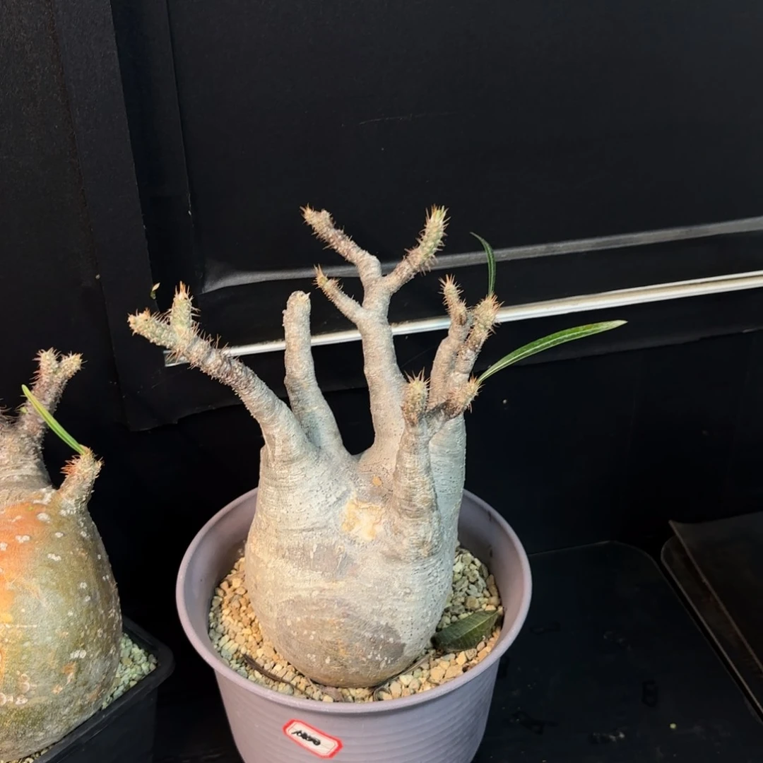 木黑***师 象牙宫熟桩带盆土