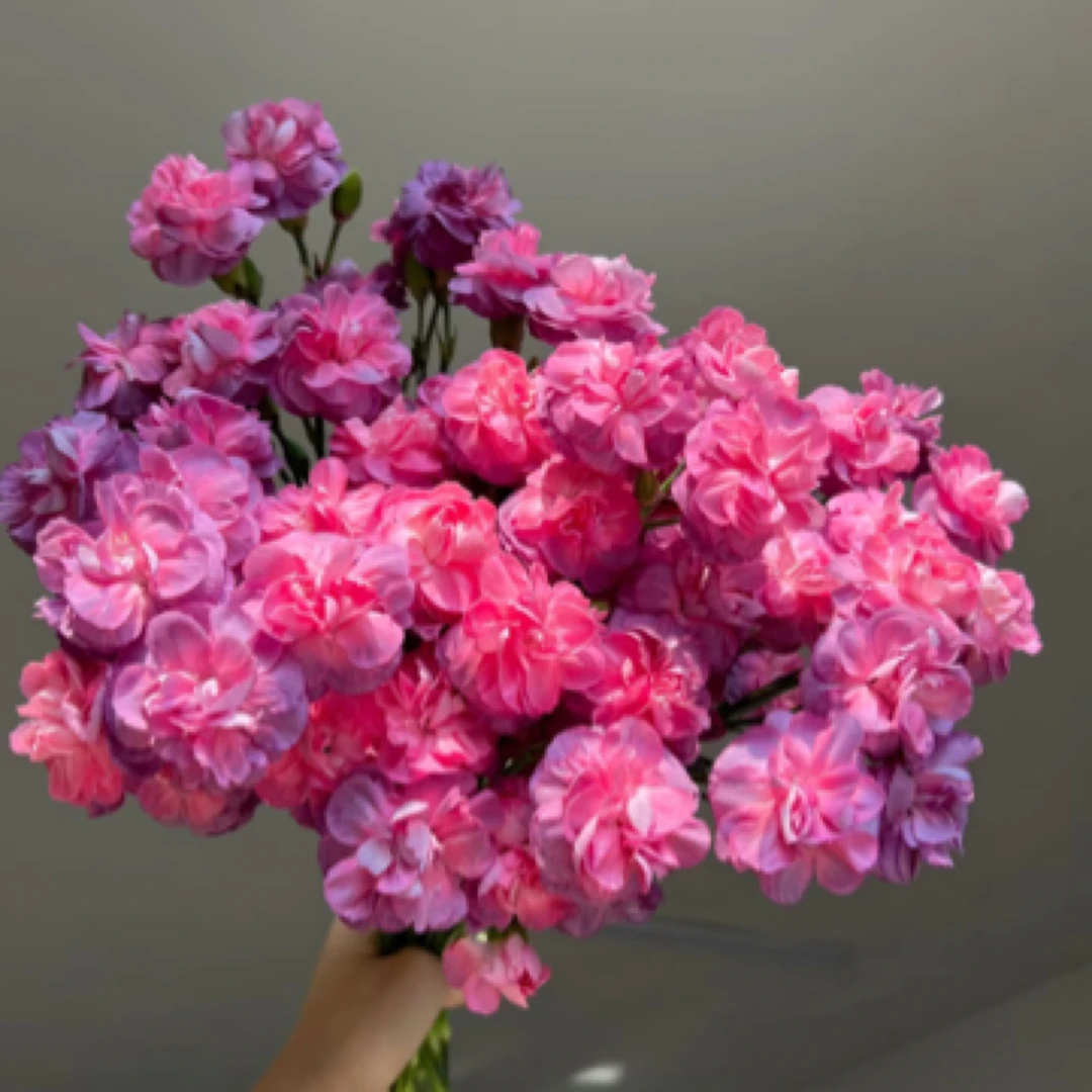 （野马多头康乃馨）10支（8+2防损耗）云南鲜花昆明基地直发