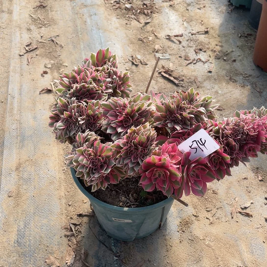 574法师植物女巫缀