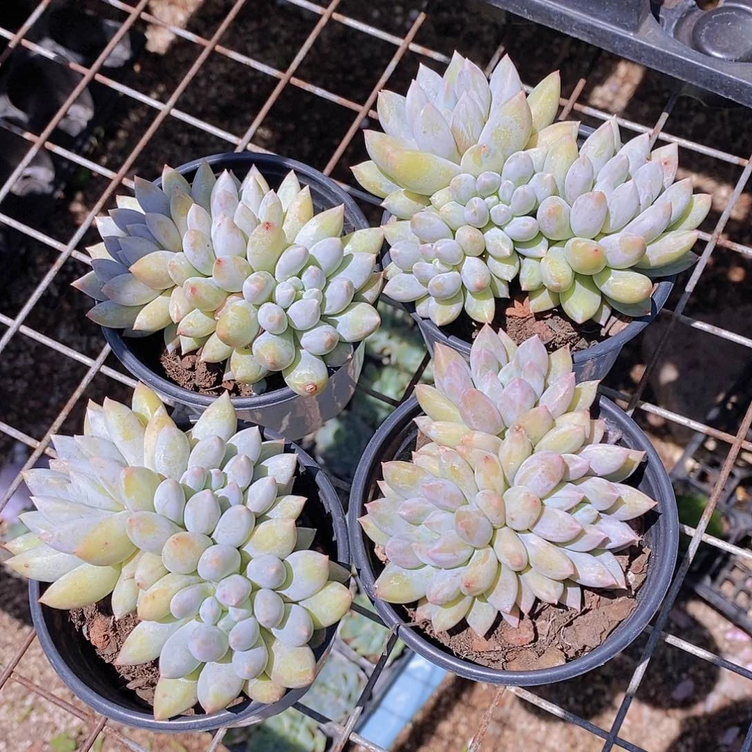 0622- 所罗门群福利一颗 量拍