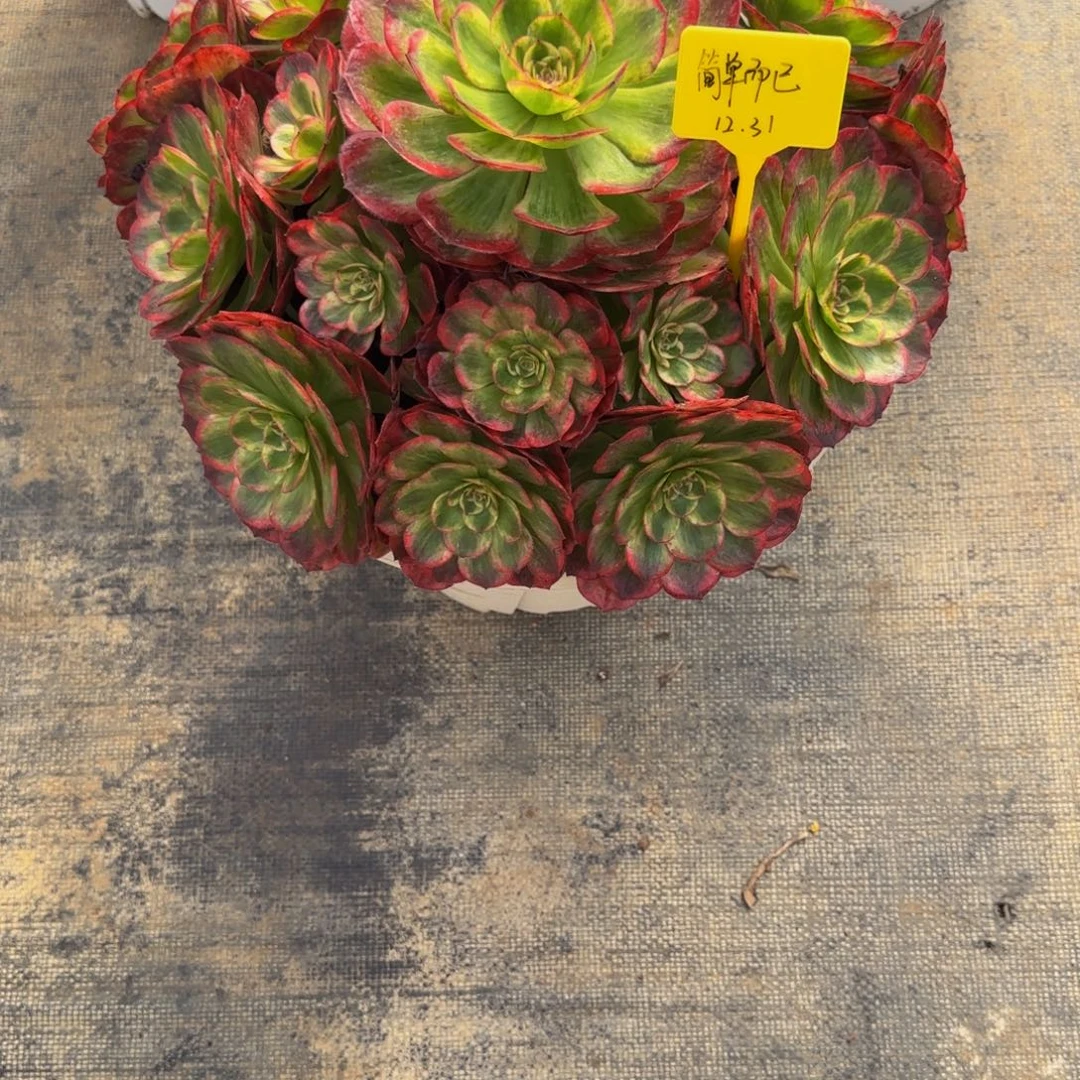 赤子心888888888888