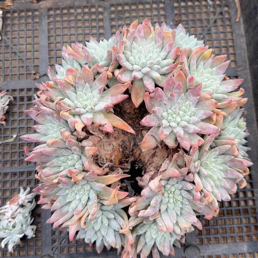 南***狗20250209多肉植物006南南