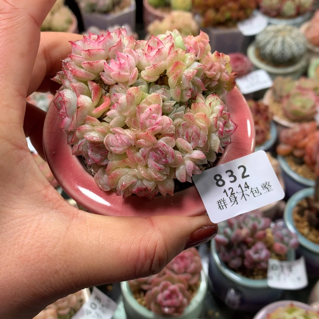 精控拇指盆12.14832