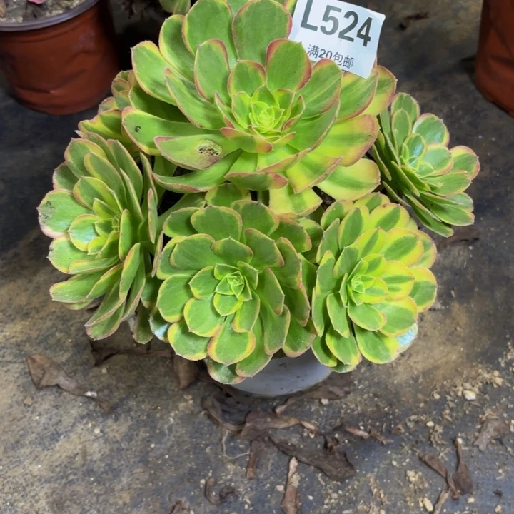 瑞妈多肉园艺524奶白锦