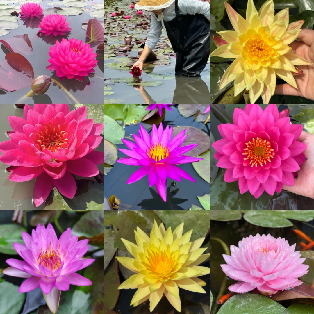 耐寒睡莲带花苞水培土养适合庭院阳台池塘的水生花卉盆栽