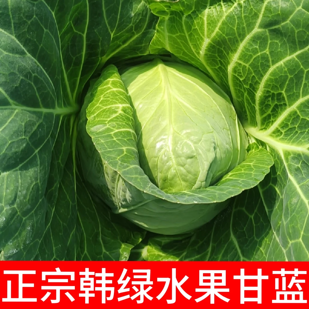 寿光苗场直发水果甘蓝包菜大头菜孢子甘蓝牛心甘蓝可盆栽可地栽