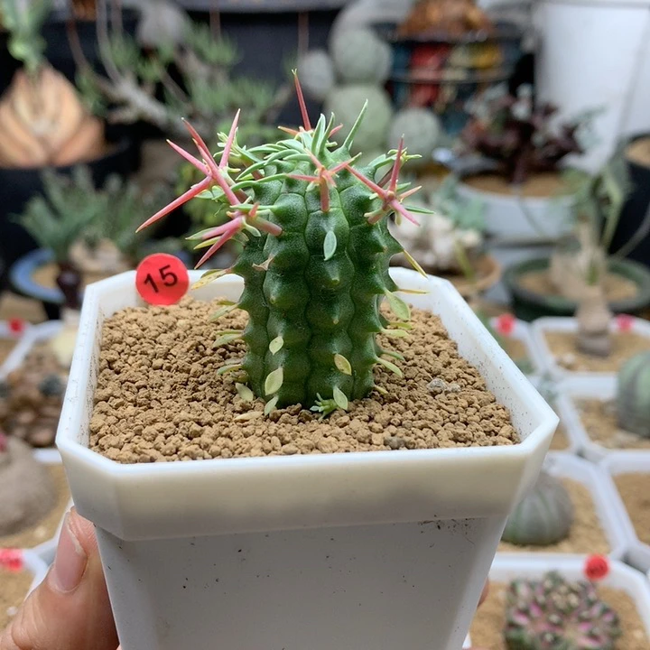 群星冠大戟实生带盆15