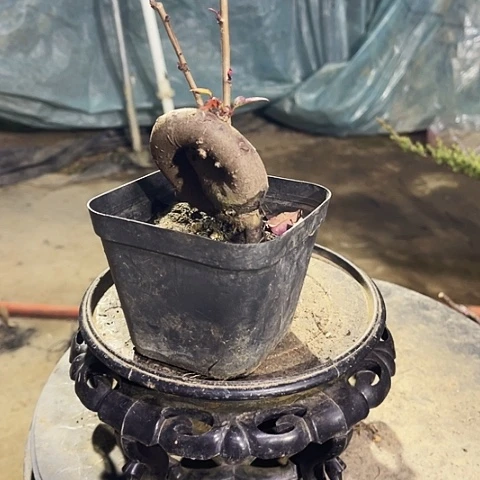 清***梦无花朵小微盆景艺术学院造型设计