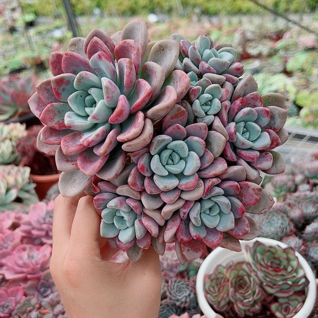 花斑露多头大盆群老桩特价