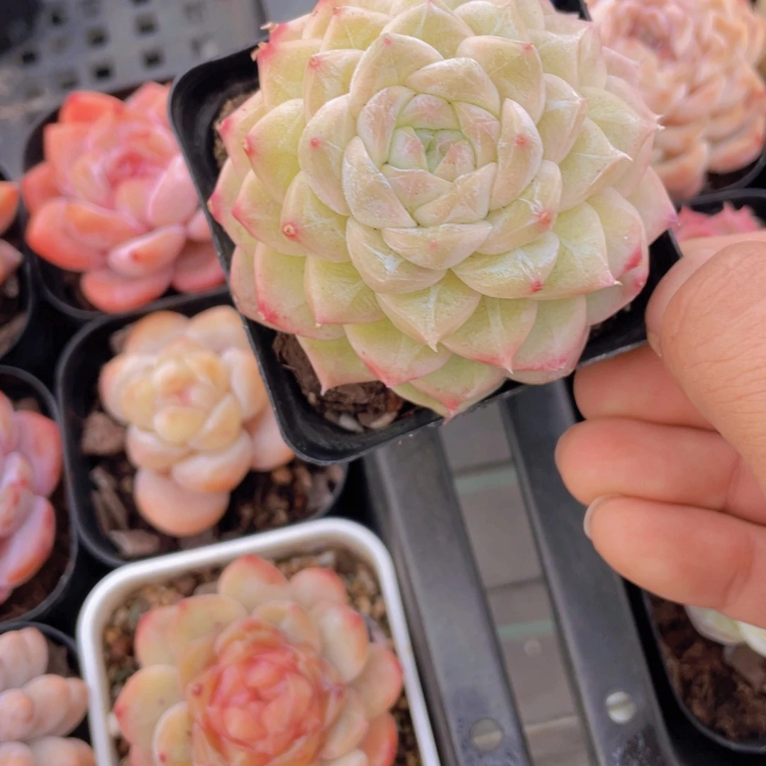 641号 母本钻石奶油麦秆单头一个