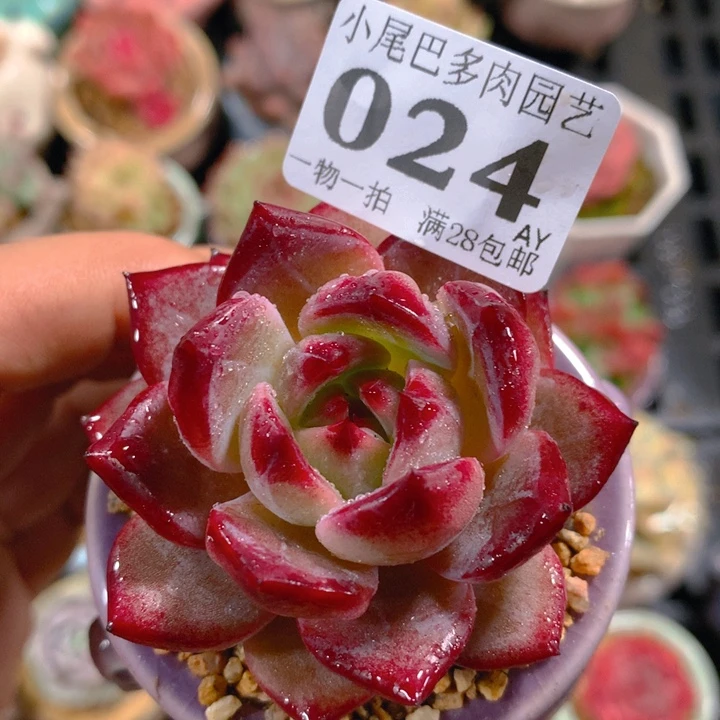 AY小尾巴5cm迷你拇指盆栽多肉024