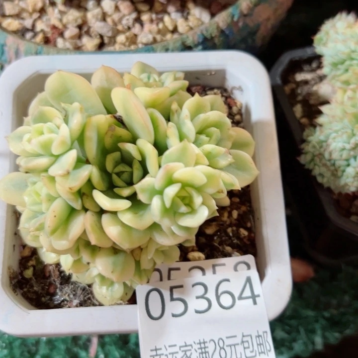 幸运的是你还没遇到你