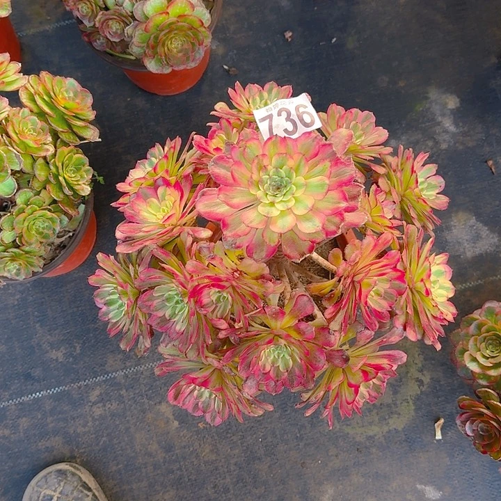 00000000000000736舞天姬