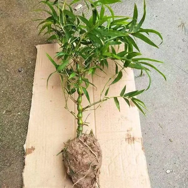 直播链接佛肚竹盆栽室内外观赏绿植四季常青截过杆不带叶发货