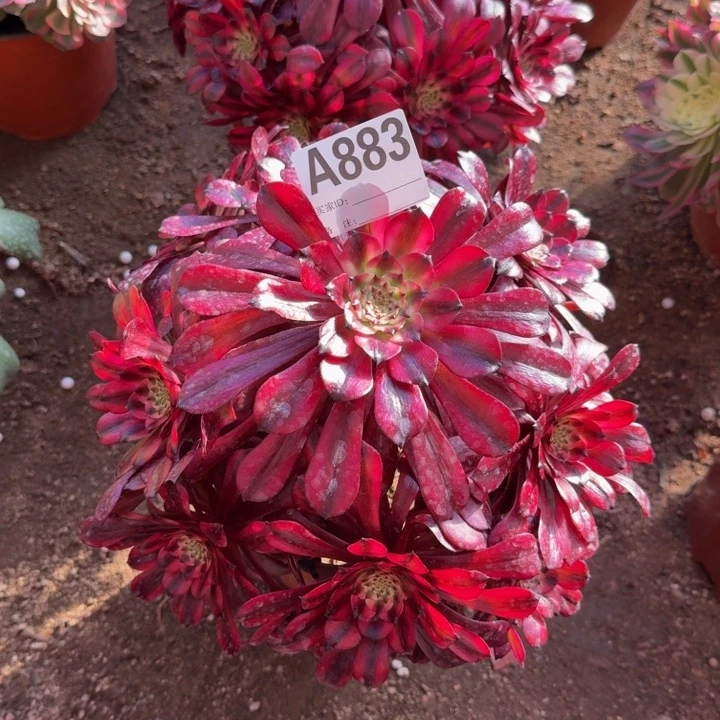 红陶可*美姬883多肉