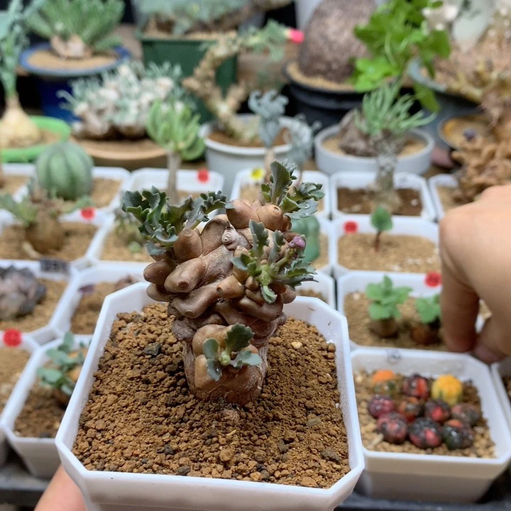 蛮鬼塔厚敦菊带盆