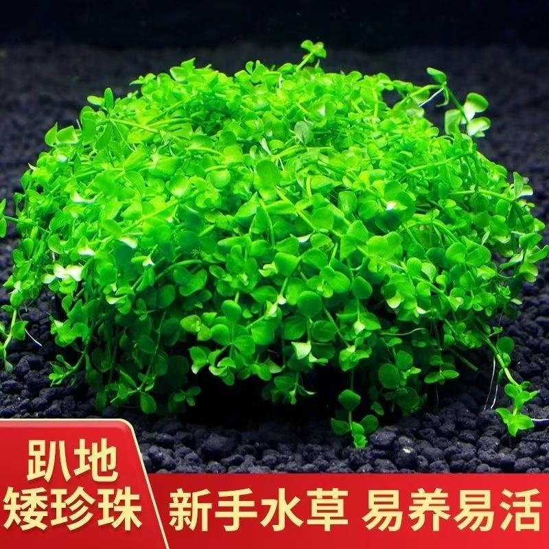 矮珍珠坨草水草 好养活