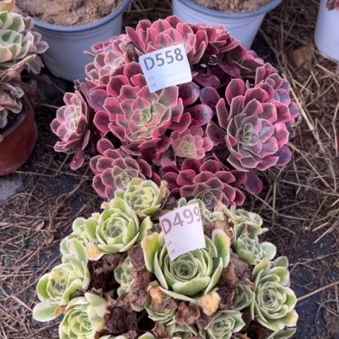 多肉植物凤冠迈巴赫