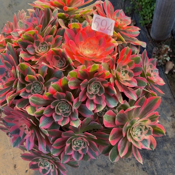 000000000594女巫多肉植物