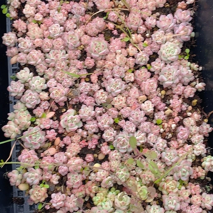 275 多肉植物盆栽花卉植物