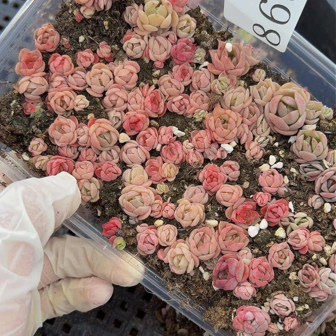 多肉植物多肉植物856