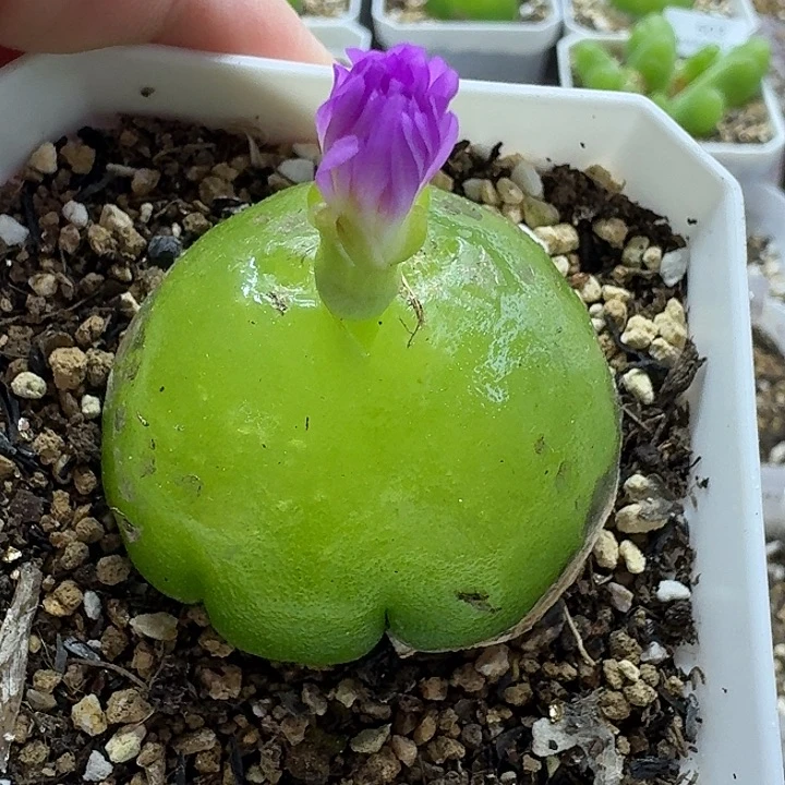 老马生石花4.4灯泡母本562