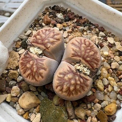 3621，菊红窗菊花纹母本带盆