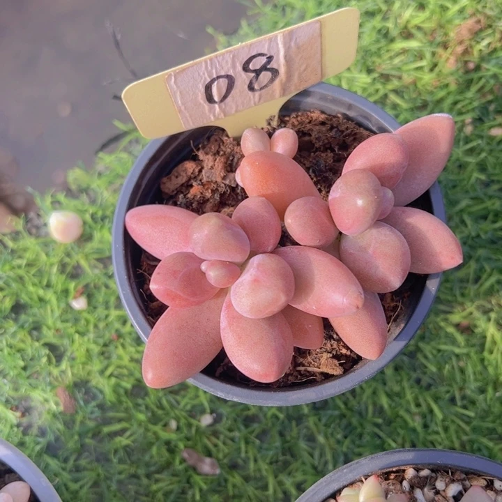 健健康康平平安安