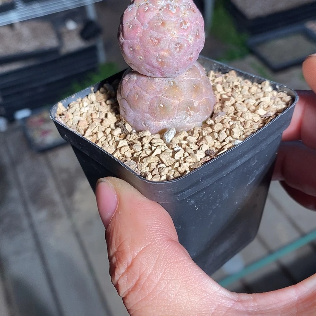 11326。习志野双头实生。