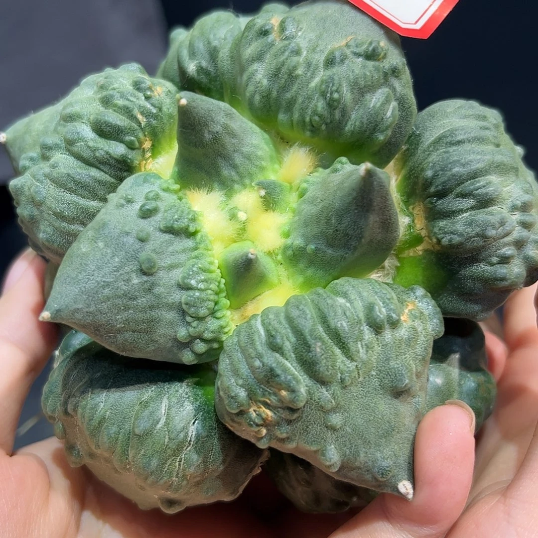 10号11cm自根大丸尤村主怒涛牡丹