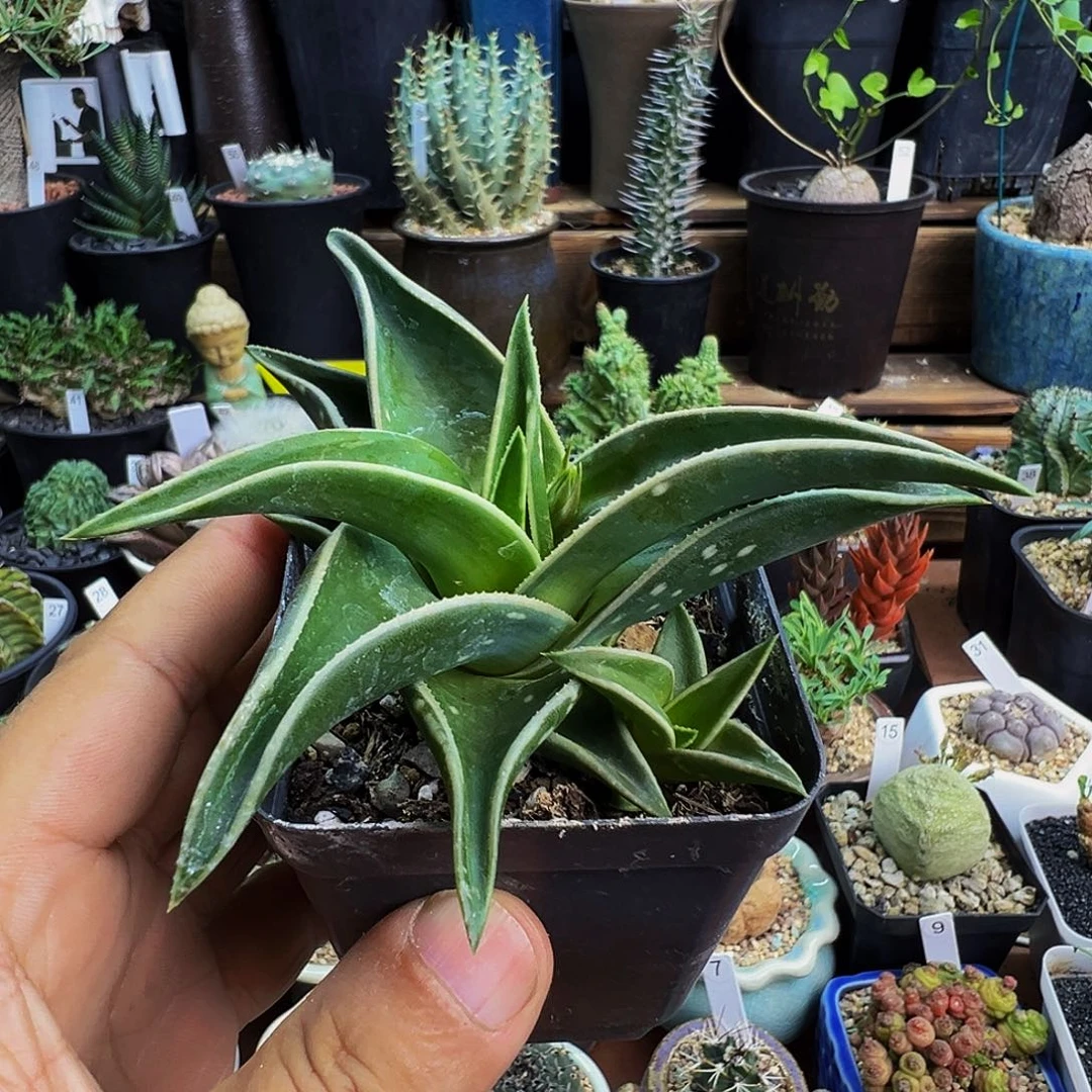 ✐***3白折芦荟脱土发货