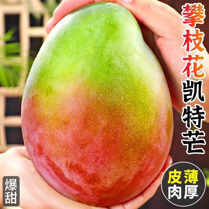 正宗四川攀枝花凯特芒果新鲜当季水果现摘大青皮芒果四川整箱包邮