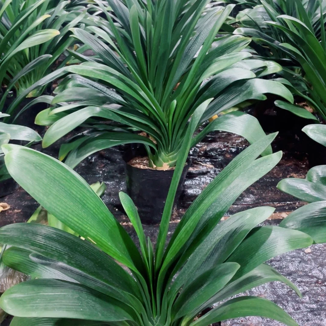 完全开放君子兰20号