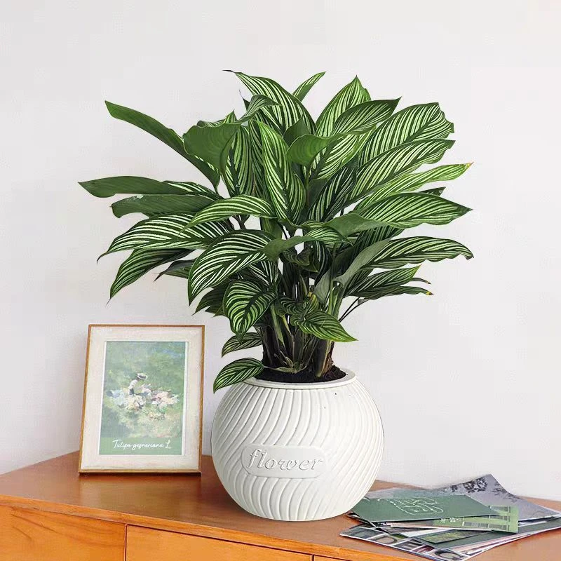 青纹竹芋室内好养护办公桌面绿植20-30公分四季常青