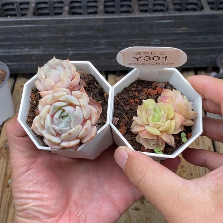 G***e0301 昂斯诺锦  露娜莲